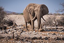 Elefant in ausgetrockneter Landschaft