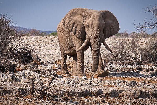 Elefant in ausgetrockneter Landschaft